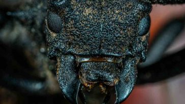 Il viso di un insetto inquadrato da vicino