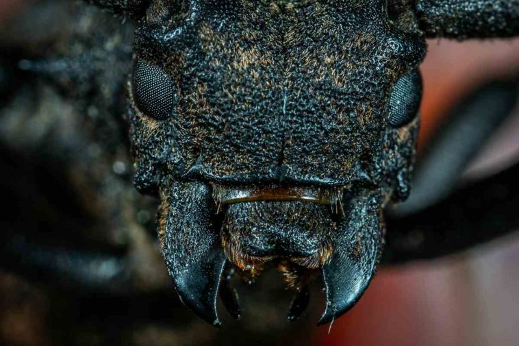 Il viso di un insetto inquadrato da vicino