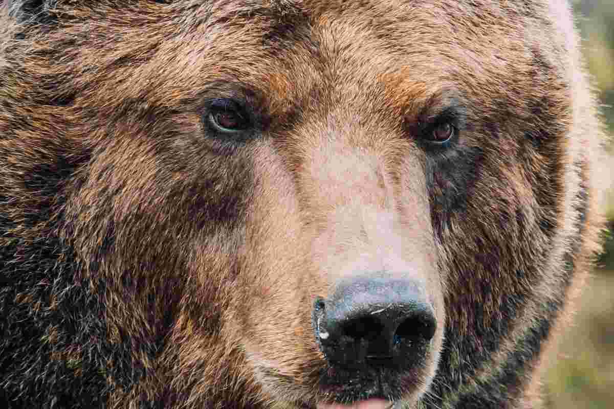Primo piano di un orso