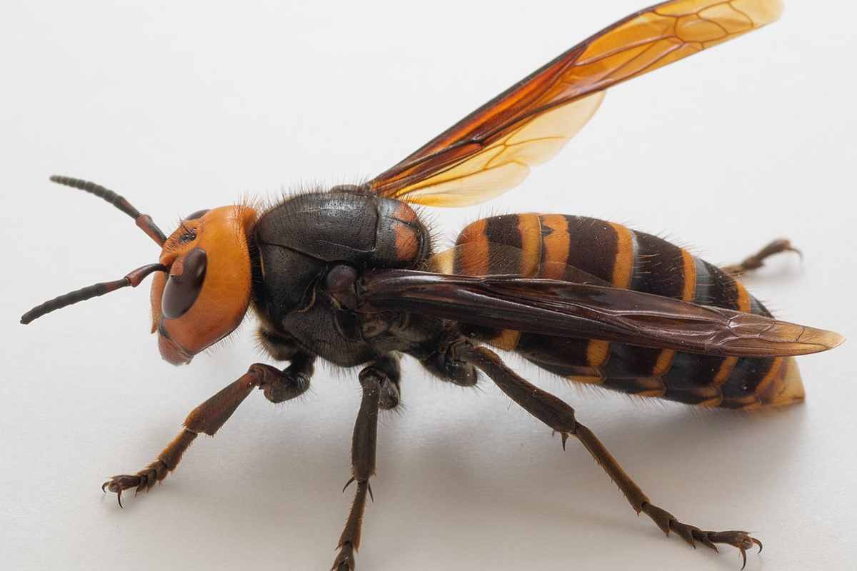 La vespa gigante asiatica