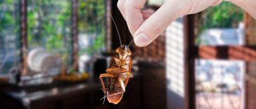 Blatta retta da una mano