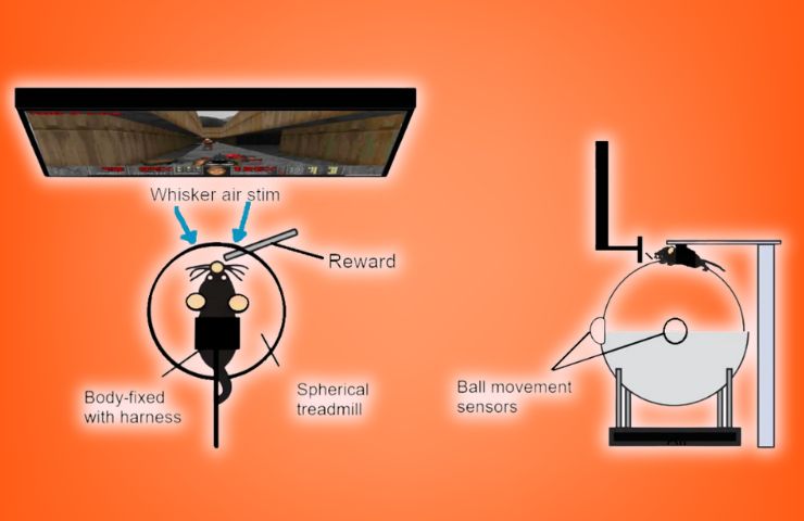 spiegazione esperimento ratti che giocano a DOOM