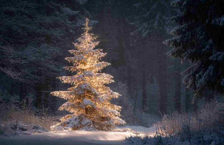 albero nella foresta