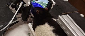 topo da laboratorio che gioca a DOOM, esperimento