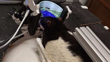 topo da laboratorio che gioca a DOOM, esperimento