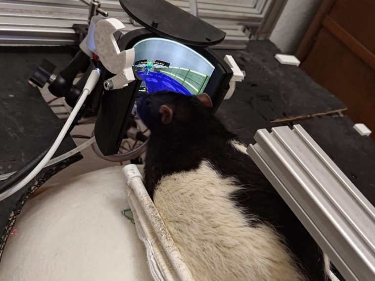 topo da laboratorio che gioca a DOOM, esperimento